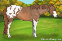 Horse Color:Chestnut Sabino Blanket 