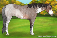 Horse Color:Brown Roan Sabino Rabicano
