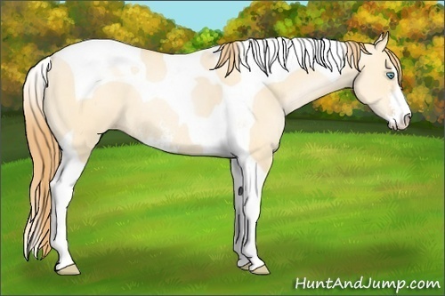 Horse Color: Buckskin Pearl Dun Sabino Tobiano 