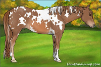 Horse Color:White Spotted Chestnut 
