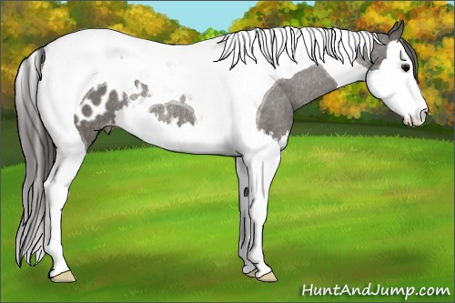 Horse Color: Grullo Splash Tobiano Blanket Rabicano 