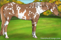 Horse Color:White Spotted Chestnut 
