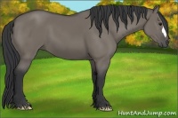 Horse Color:Grullo