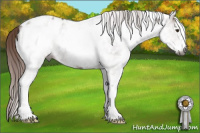 Horse Color:Gray White Spotted Chestnut Appaloosa 