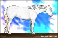 Horse Color:Buckskin Pearl Sabino 