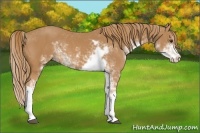 Horse Color:Chestnut Sabino 