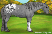 Horse Color:Black Appaloosa 