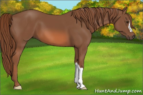 Horse Color: Liver Chestnut 
