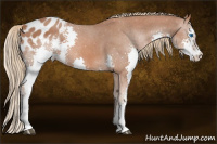 Horse Color:Liver Chestnut Splash Appaloosa 