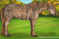 Horse Color:White Spotted Blue Roan Rabicano  Brindle