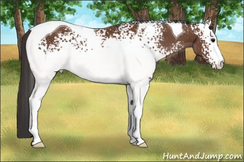 Horse Color: White Spotted Bay Tobiano 