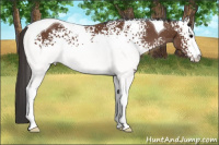 Horse Color:White Spotted Bay Tobiano