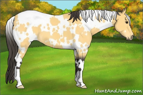 Horse Color: White Spotted Buckskin 