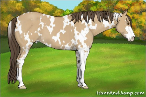 Horse Color: White Spotted Classic Cream Champagne Dun Sabino 
