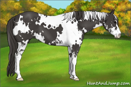 Horse Color: White Spotted Smoky Black Sabino 