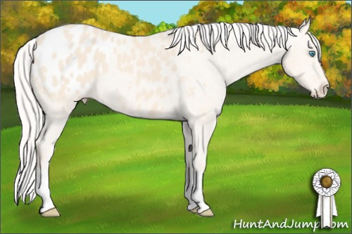 Horse Color: Cremello Blanket 