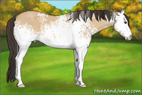 Horse Color: White Spotted Buckskin Dun 