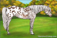 Horse Color:Silver Bay Appaloosa 