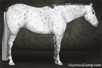 Horse Color:Gray Blue Ice Roan Appaloosa 