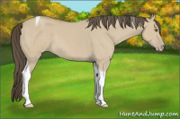 Horse Color:Classic Cream Champagne Dun Tobiano 