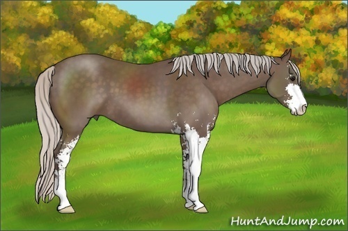 Horse Color:Silver Black Sabino