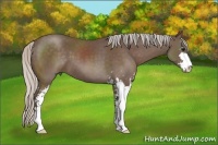 Horse Color:Silver Black Sabino 