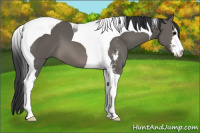 Horse Color:Black Sabino Tobiano 