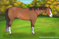 Horse Color:Bay Roan Sabino Splash 