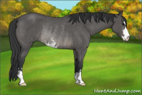Horse Color:Blue Roan Sabino Rabicano 