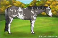 Horse Color:Grullo Sabino 