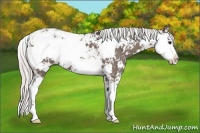 Horse Color:Silver Black Sabino 