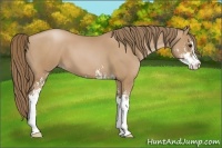 Horse Color:Black Pearl Sabino 