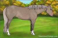 Horse Color:Silver Grullo Sabino 
