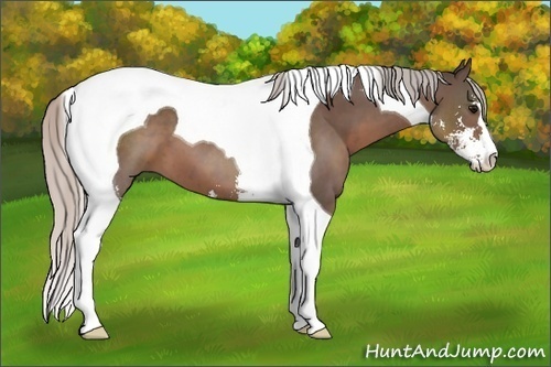 Horse Color: Silver Black Sabino Tobiano 