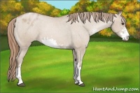 Horse Color:Grullo Pearl Sabino Blanket 