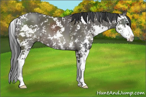 Horse Color: Black Sabino 