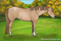 Horse Color:Black Pearl Sabino