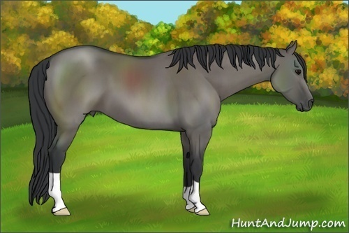 Horse Color: Grullo 