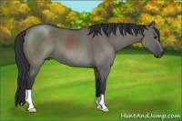 Horse Color:Grullo 