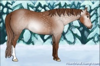 Horse Color:Gray Chestnut 