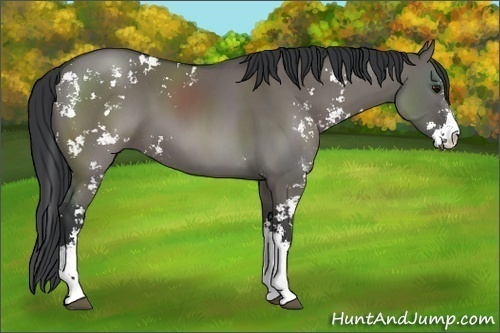 Horse Color: Grullo Sabino 