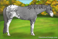 Horse Color:Black Sabino Appaloosa 