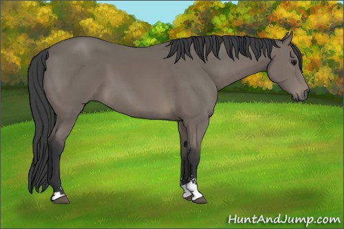 Horse Color: Black Sabino 