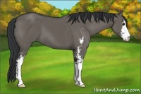Horse Color:Grullo Sabino 