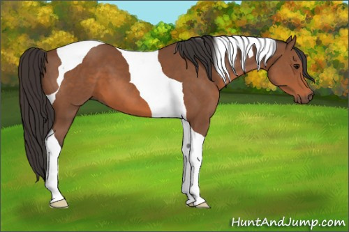 Horse Color: Bay Sabino Tobiano 