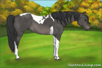 Horse Color:Black Sabino Tobiano 