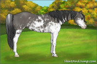 Horse Color:Grullo Sabino 