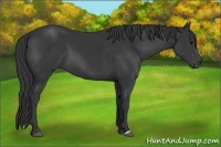 Horse Color:Black 