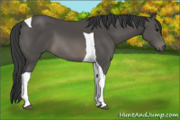 Horse Color:Black Sabino Tobiano 