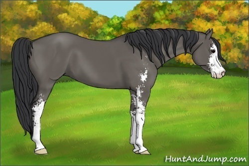 Horse Color: Grullo Sabino 